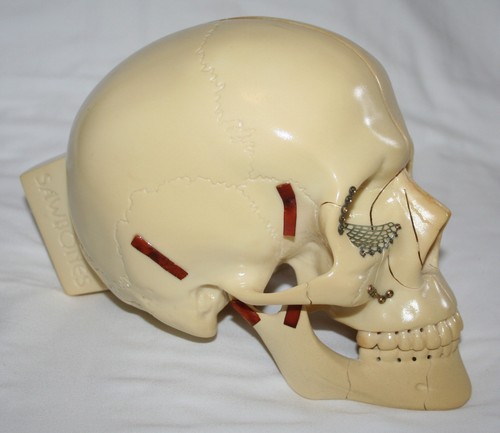 Medical anatomical human - medical,